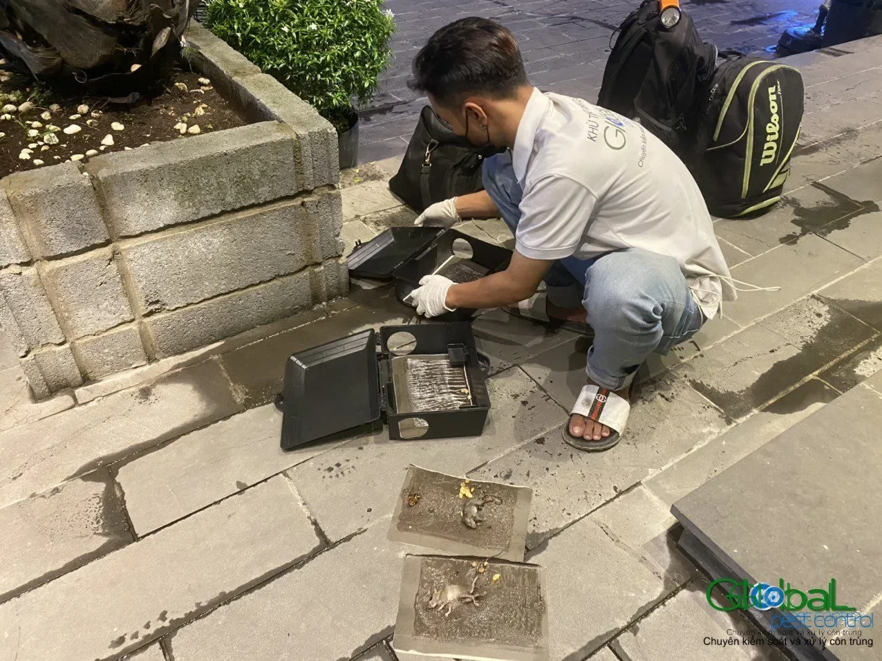 Trạm nhử mối là gì, đặt ở đâu và vì sao phải chờ 7–14 ngày