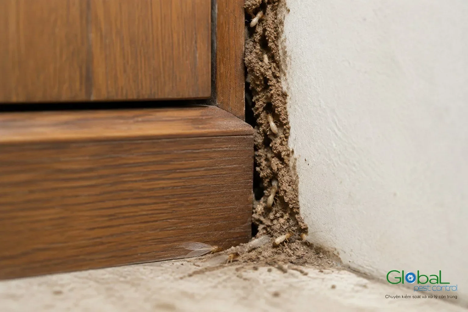 Tự kiểm nhà có mối: những chỗ cần soi trong nhà phố