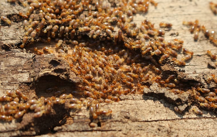 termite garden
