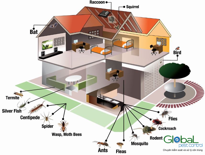 xử lý côn trùng cho nhà riêng và sân vườn