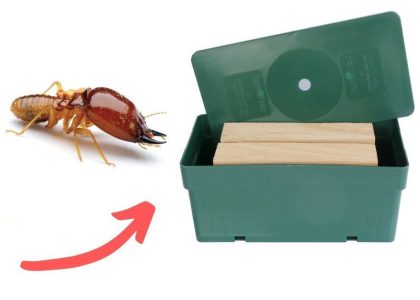 Cấu tạo trạm nhử: hộp nhựa chứa mồi gỗ đặt trên đường mối di chuyển