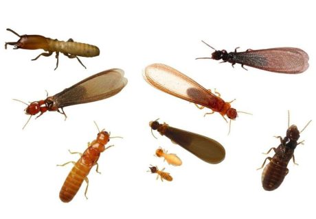 Các dạng mối trong một đàn: mối lính, mối cánh và mối thợ