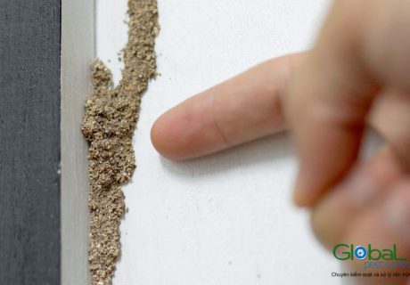 Đường đất mối đắp chạy dọc mặt tường, ngón tay chỉ vào để so kích thước