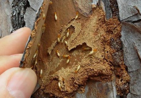 Mảnh gỗ bóc ra lộ mối thợ và lớp gỗ đã bị ăn rỗng bên trong
