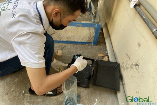 Kỹ thuật viên gắn trạm nhử lên tường tại vị trí phát hiện mối đi