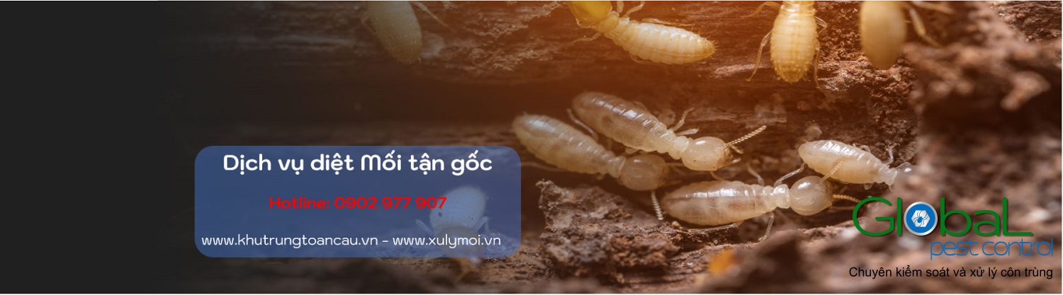 Dịch vụ diệt Mối tận gốc banner