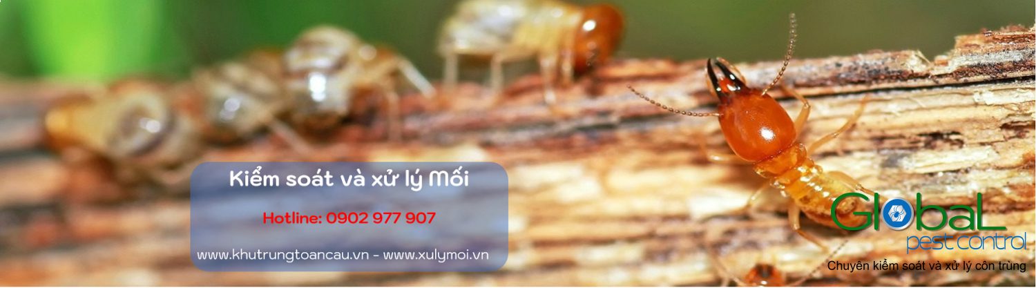 kiểm soát và xử lý mối banner