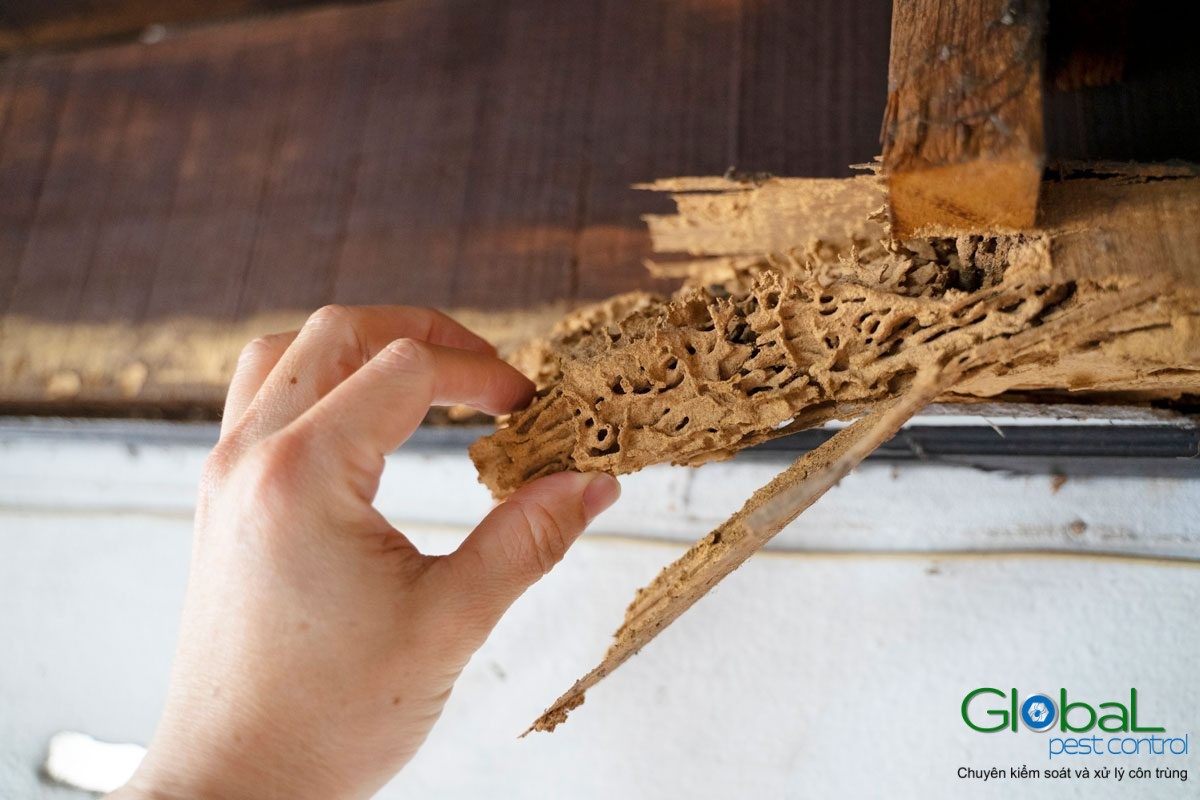 termite damage GettyImages 1300681997