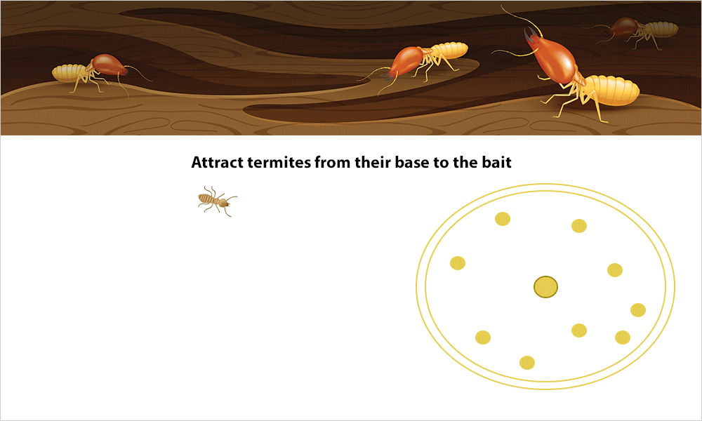 termite baiting system animation